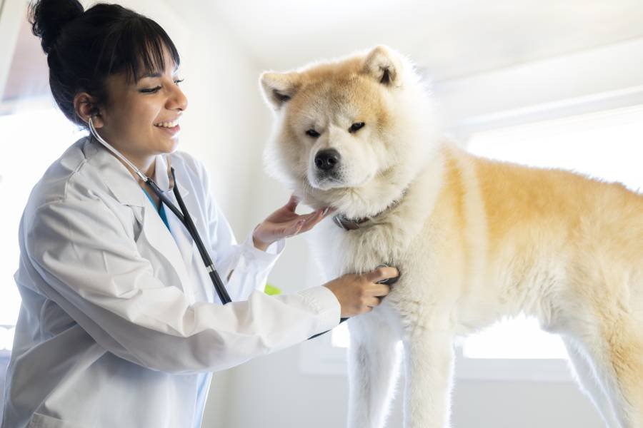 Best Pet Abdominal Surgery Clinic In auckland