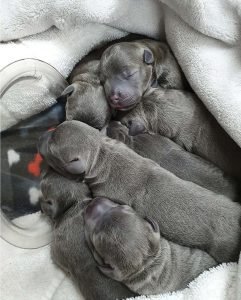 best C-Section in pets