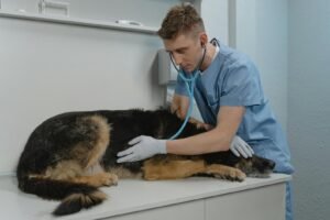 What Happens If You Miss Your Pet’s Booster Vaccination?