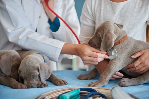 puppy vaccinations