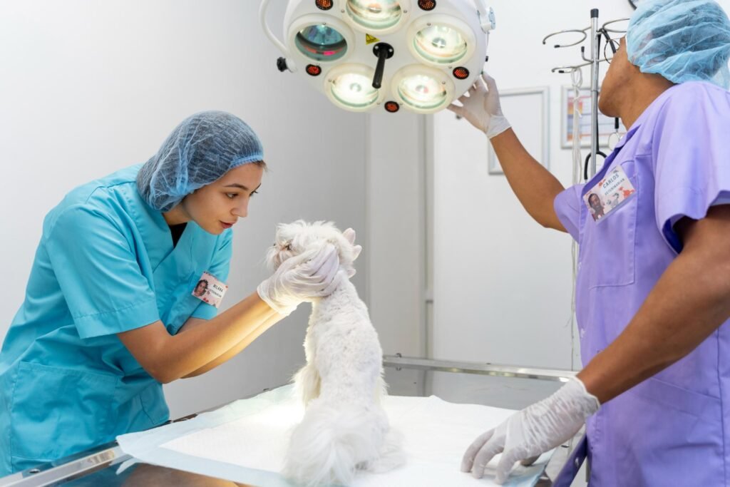 The Vet Clinic Botany - Botany Vet