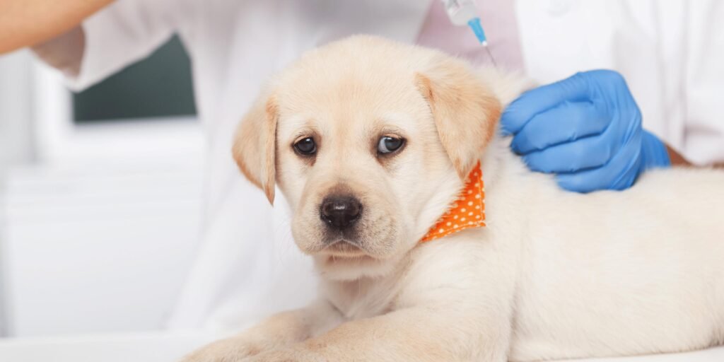puppy vaccinations
