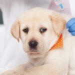 🐶 Puppy Vaccinations