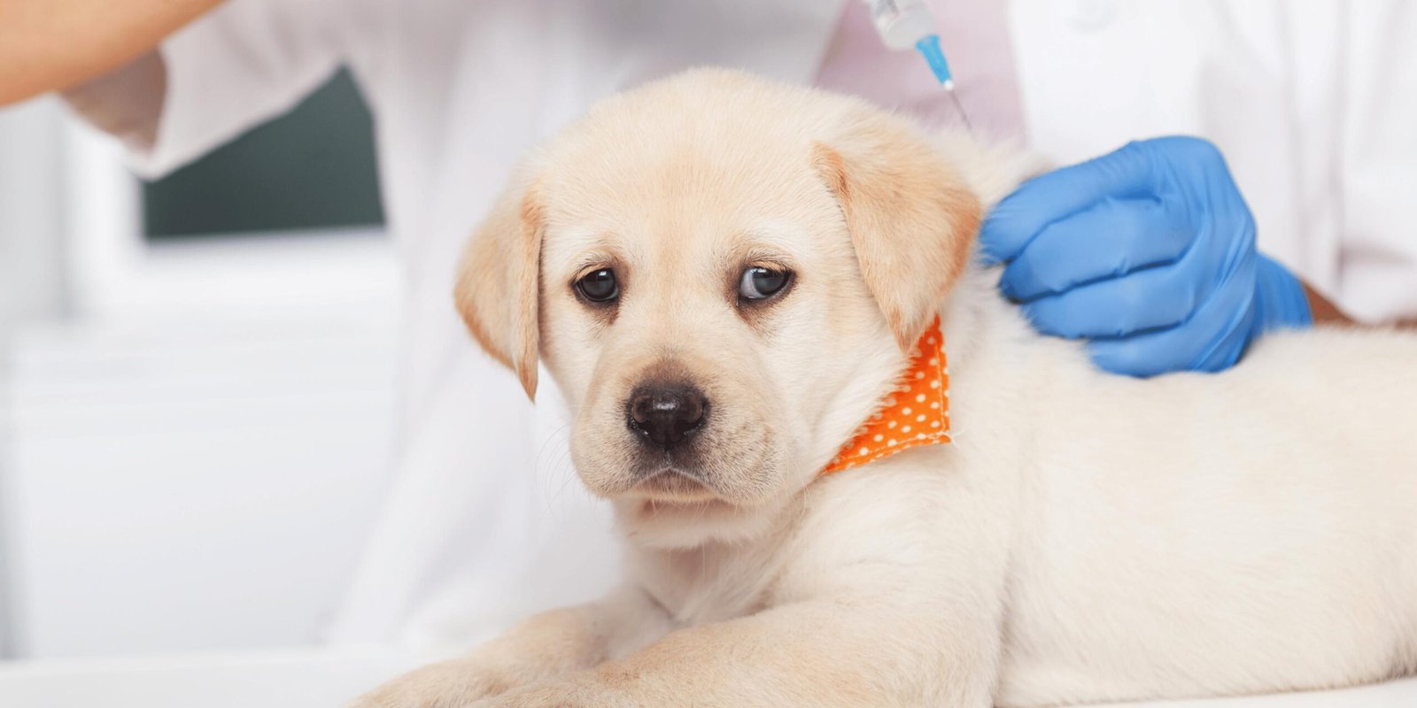puppy vaccinations