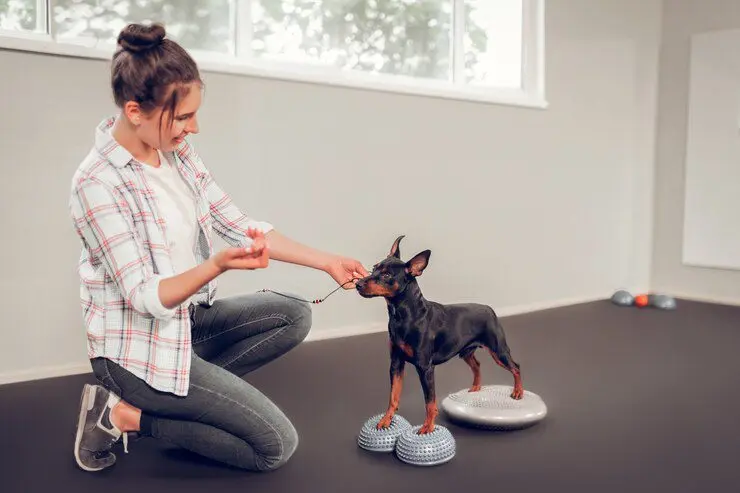 Puppy Classes in Auckland
