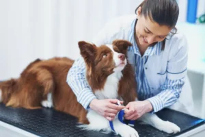 Pet Desexing in Auckland