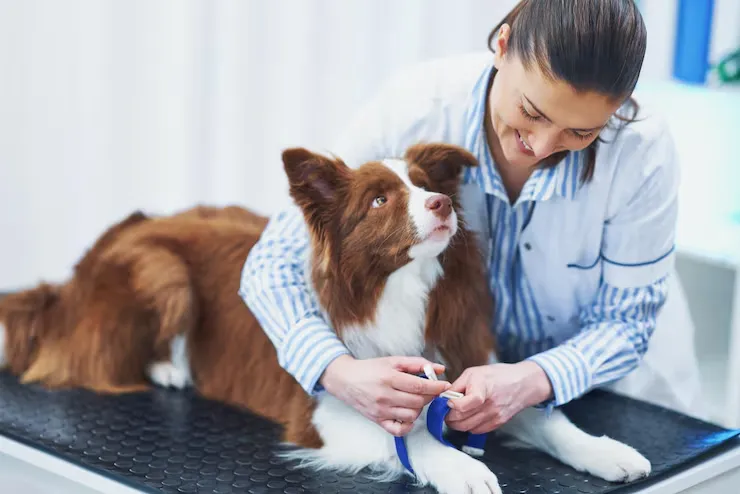 pet desexing services in Auckland