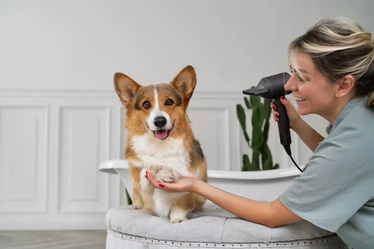 how much does it cost to desex a dog Auckland