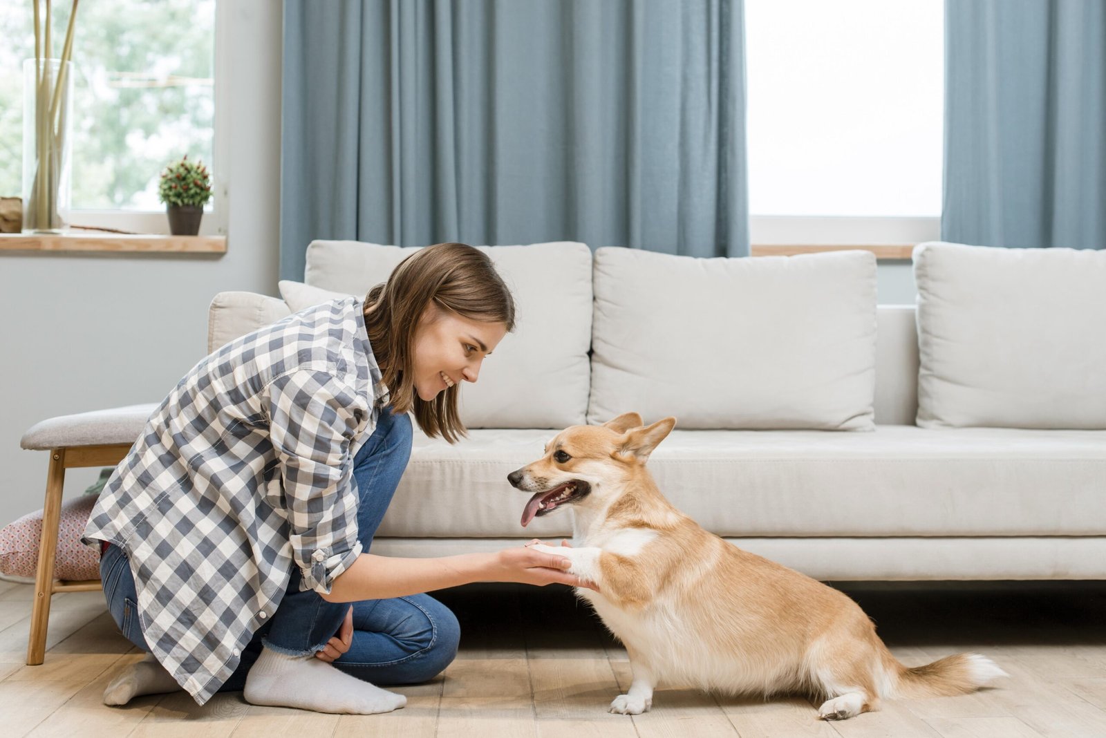 pet desexing services in Auckland
