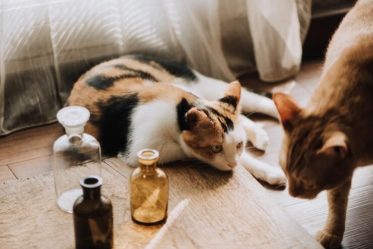 emergency vet Botany treating poisoned dog