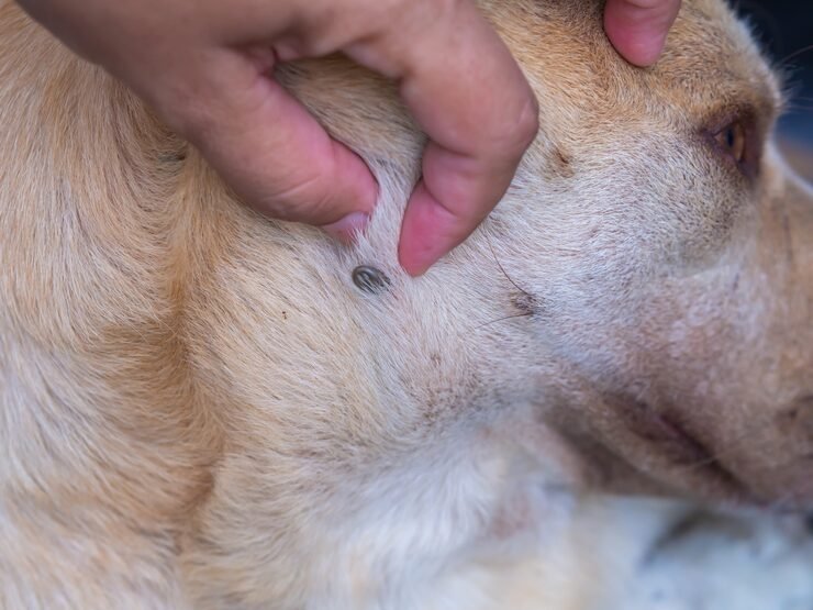 Close-up showing signs of fleas and worms in pets during vet check-up