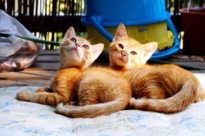 Cat Arthritis in Auckland