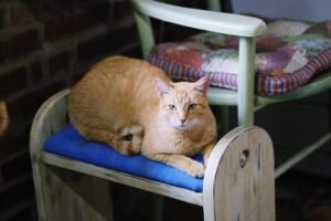 Cat Arthritis in Auckland: Signs Your Cat Needs Veterinary Care at The Vet Clinic