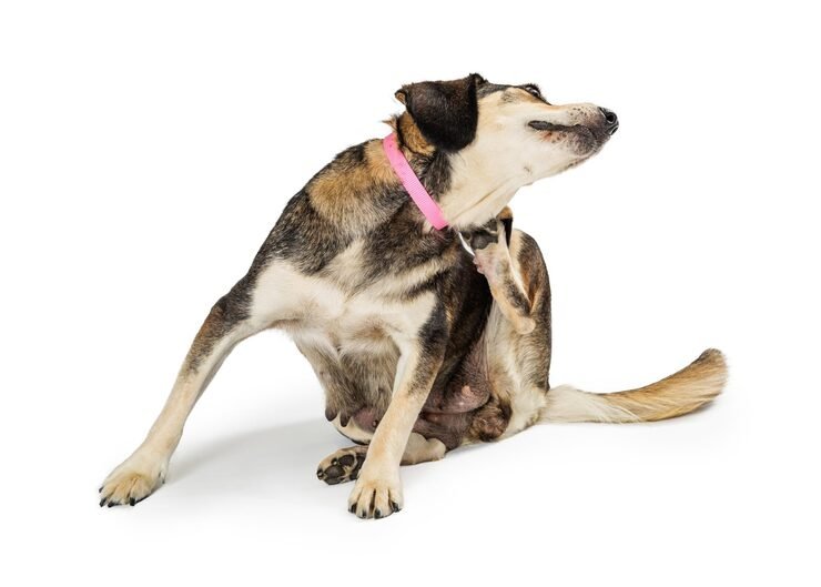 Common skin problems in dogs and cats itching symptoms