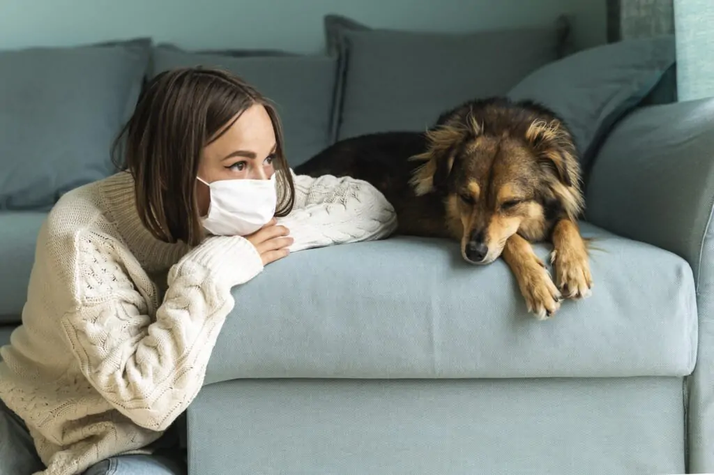 Dog suffering from parvovirus symptoms like vomiting and lethargy in Auckland