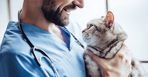 The Vet Clinic Botany - Botany Vet place picture